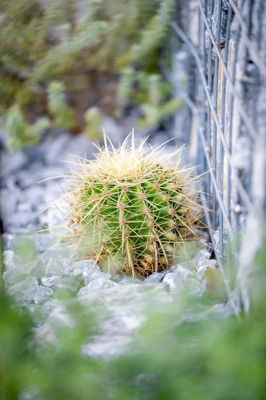 緑の量ではなく、質で魅せる。 静かな存在感が、空間に芯をつくります。
