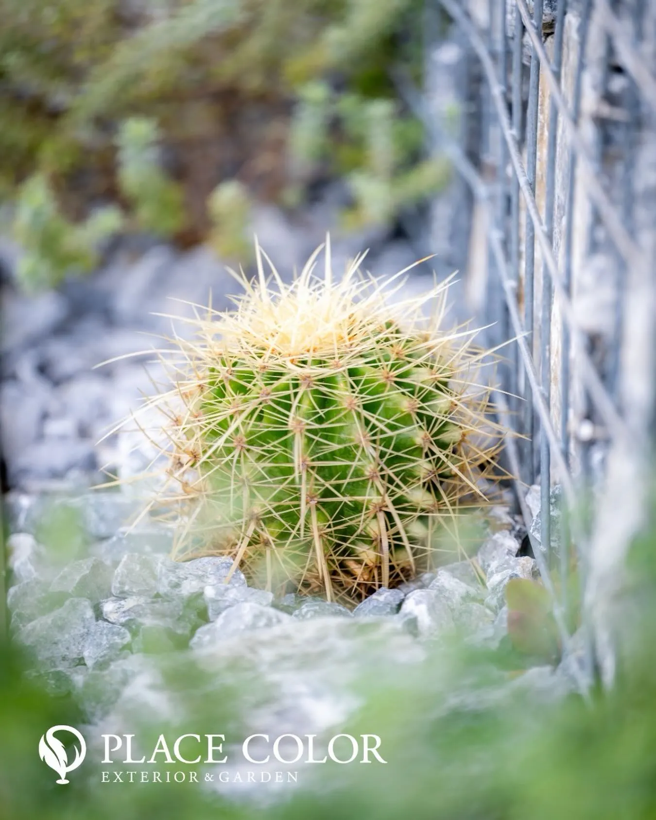 ドライガーデンのアクセント🌵 