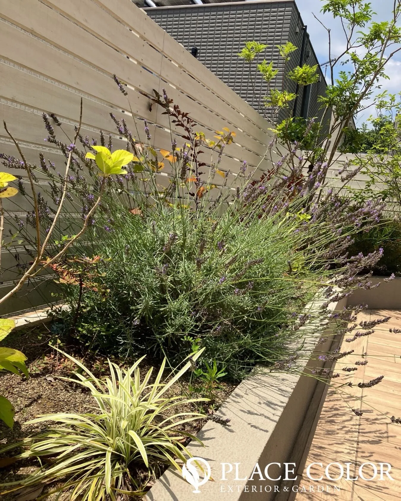 やわらかな木目調フェンスを背景に、ラベンダーを中心とした植栽...